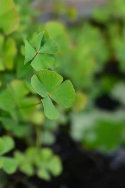 Dört Yapraklı Pepperwort Latince Adı Marsilea Quadrifolia — Stok fotoğraf