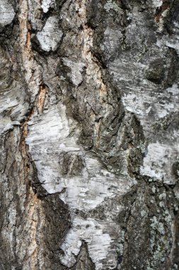 Genel huş ağacı kabuğu detayı - Latince adı - Betula pendula