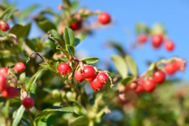 Lingonberry Fireballs - Latince adı - Vaccinium vitis-idaea Fireballs
