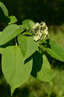Harlequin glorybower - Latince adı - Clerodendrum trichotomum