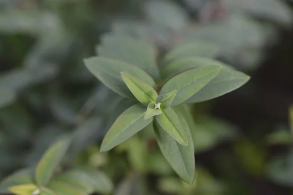 Folhas Barba Aarons Nome Latino Hypericum Calycinum — Fotografia de Stock