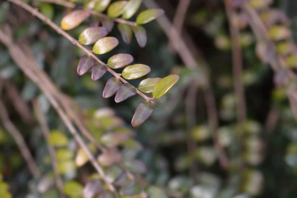 Kistenblad Kamperfoelie Tak Latijnse Naam Lonicera Ligustrina Var Pileata Lonicera — Stockfoto