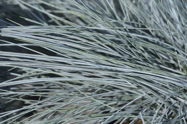 Blue Fescue Intense Blue Leaves Латинское Название Festuca Glauca Intense — стоковое фото