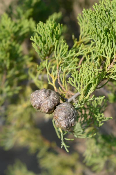 Cyprys Włoski Nazwa Łacińska Cupressus Sempervirens Pyramidalis — Zdjęcie stockowe