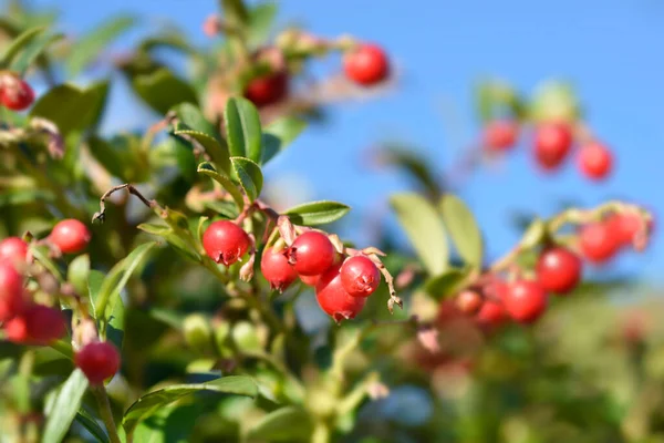 Lingonberry Fireballs Latin Név Vaccinium Vitis Idaea Fireballs — Stock Fotó