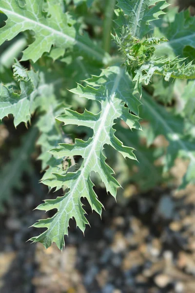 Prickly Poppy Leaves 라틴어 Argemone Platyceras — 스톡 사진