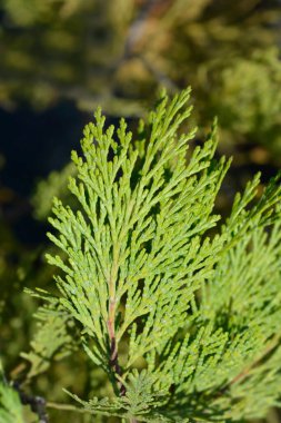Tütsü Sedir Sütunu - Latince adı - Calocedrus Sütunu yok eder