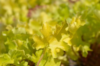Coral Bells Lime Marmelade Latince adı Heuchera Lime Marmelade