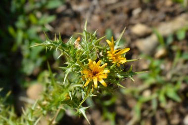 Genel altın devedikeni çiçeği tomurcuğu - Latince adı - Scolymus hispanicus