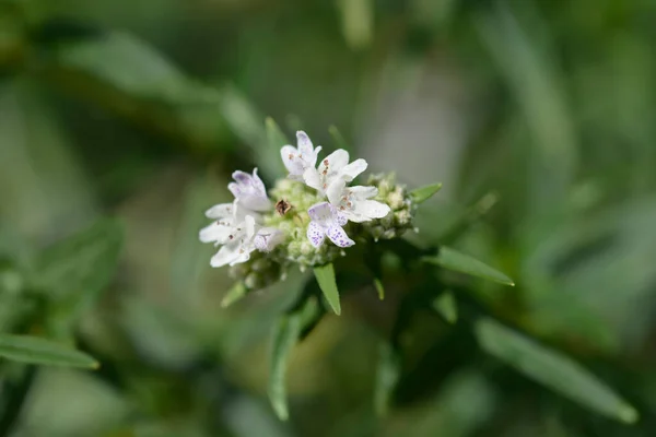 Virginia Mountain Mint Flower Latin Name Pycnanthemum Virginianum — Stock Photo, Image