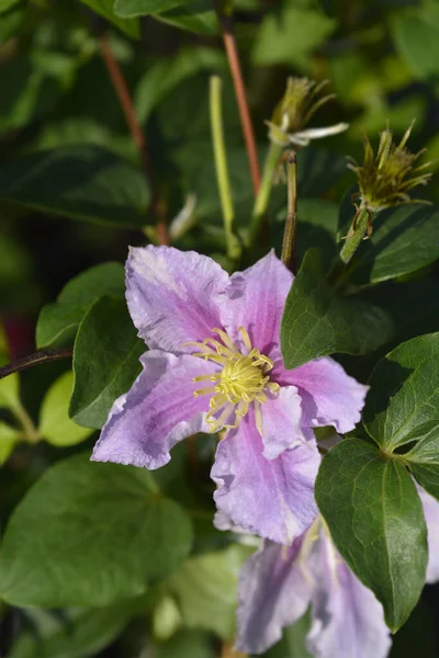 Clematis Piilu Early Large Flowered Clematis Латинское Название Clematis Piilu — стоковое фото