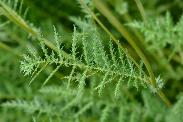 Fern Leaf Dropwort Leaves Латинское Название Filipendula Vulgaris — стоковое фото