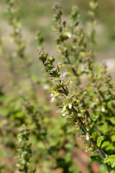 Żółte Niemieckie Kwiaty Łacińska Nazwa Teucrium Flavum — Zdjęcie stockowe