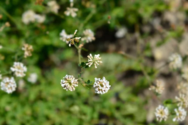 Koniczyna Kanaryjska Ziołowa Nazwa Łacińska Dorycnium Herbaceum Lotus Herbaceus — Zdjęcie stockowe