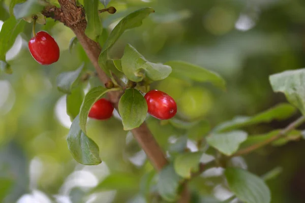 Cornelian Cherry Latinský Název Cornus Mas — Stock fotografie