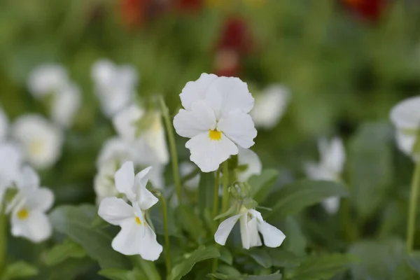 White Horned Violet Латинское Название Viola Cornuta — стоковое фото