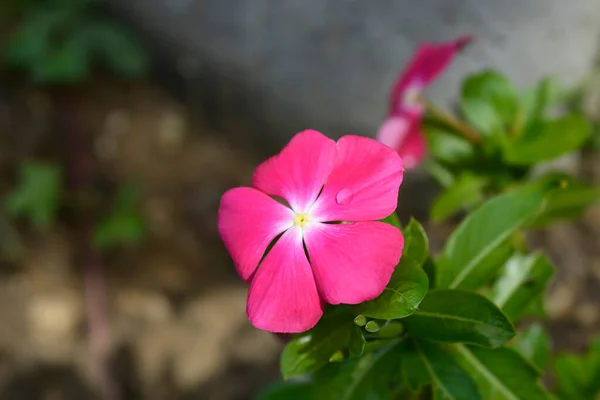 Madagascar Rosy Periwinkle Латинское Название Catharanthus Roseus Vinca Rosea — стоковое фото