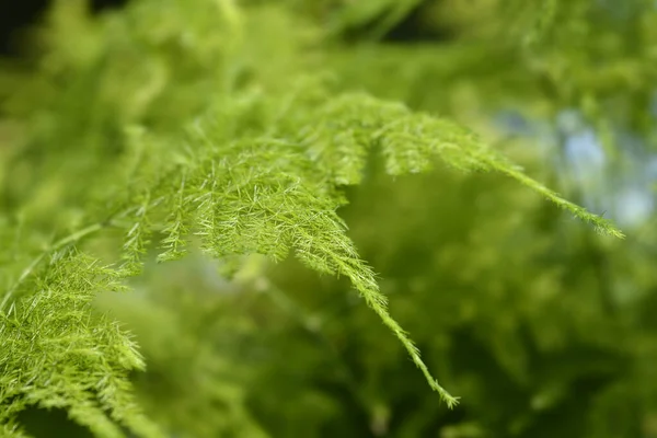 Gemeiner Spargelfarn Lateinischer Name Asparagus Setaceus — Stockfoto