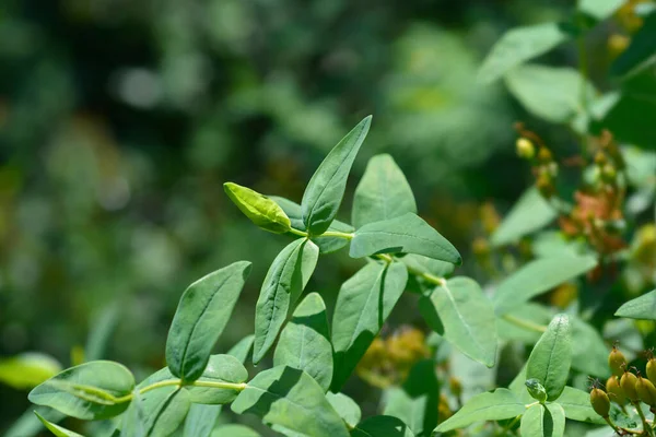 Stinking Johns Wort Latin Name Hypericum Hircinum — Stock Photo, Image