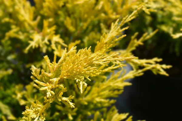 Creeping Juniper Lime Glow Латинское Название Juniperus Horizontalis Lime Glow — стоковое фото