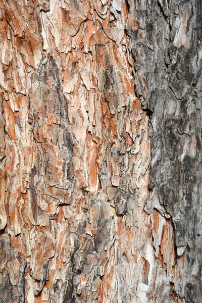 Detalle Corteza Pino Negro Nombre Latino Pinus Nigra —  Fotos de Stock