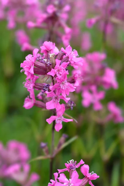 Sticky Catchfly Pink Flowers Latin Name Lychnis Viscaria Silene Viscaria — Stock Photo, Image