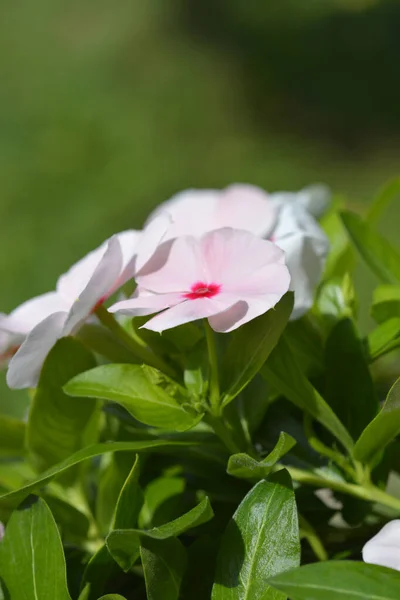 Madagaskar Rosenblad Latinskt Namn Catharanthus Roseus Vinca Rosea — Stockfoto