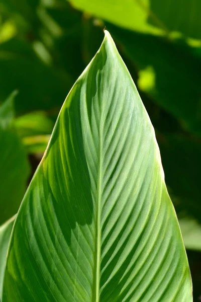 Indian Shot Leaf Latin Name Canna Indica — Stock Photo, Image