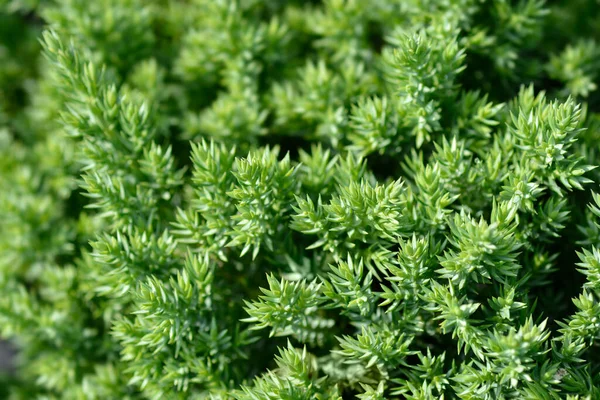 Dwarf Japanese Garden Juniper Latin Name Juniperus Procumbens Nana — Stock Photo, Image