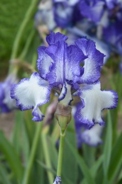 Uzun sakallı iris Mavi Staccato çiçeği - Latince adı Iris barbata elatior Blue Staccato