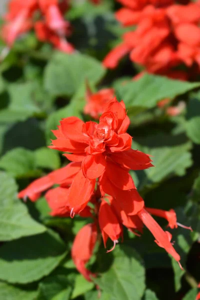 Kızıl Adaçayı Latince Isim Salvia Ihtişamı — Stok fotoğraf