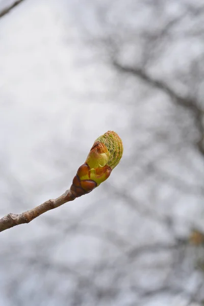 Kırmızı Bukleli Yeni Yapraklar Latince Adı Aesculus Pavia — Stok fotoğraf