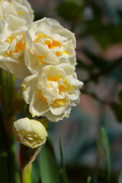 Double Daffodil Vrolijkheid Bloemen Latijnse Naam Narcissus Vrolijkheid — Stockfoto