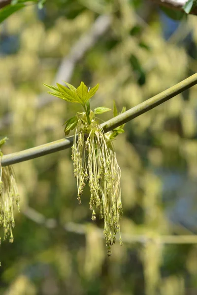 Boxelder Flor Bordo Nome Latino Acer Negundo — Fotografia de Stock