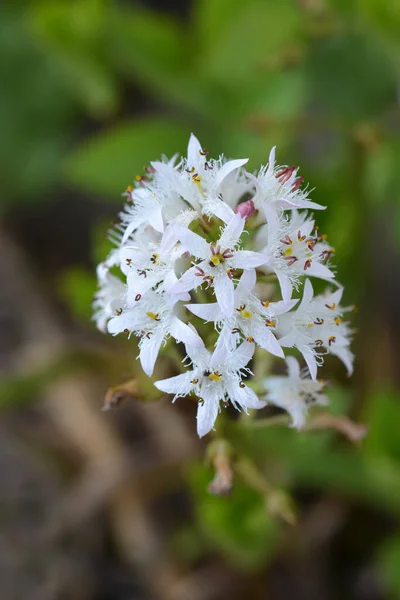 Frijol Común Nombre Latino Menyanthes Trifoliata — Foto de Stock