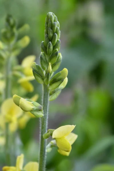 Falso Tremoço Nome Latino Thermopsis Lanceolata — Fotografia de Stock