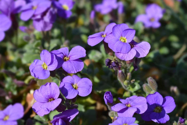 Aubrieta Cascade Purple Latinskt Namn Aubrieta Superbissima Cascade Purple — Stockfoto