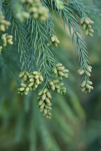 Japanese Cedar Branches Latin Name Cryptomeria Japonica — Stock Photo, Image