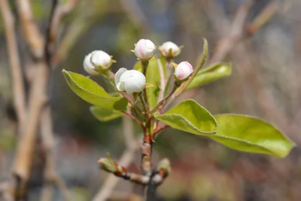 Hrušky Red Williams Květinové Pupeny Latinský Název Pyrus Communis Red — Stock fotografie