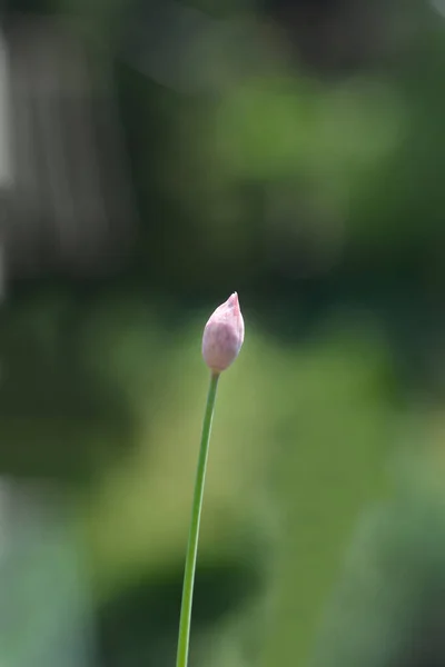 Назва Квітки Allium Schenoprasum — стокове фото