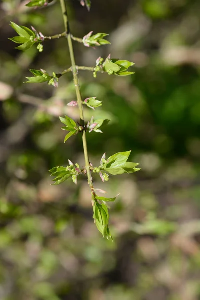 Brûlage Branche Bush Nom Latin Euonymus Alatus — Photo