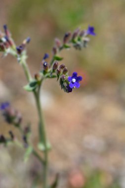 Genel hata giderici - Latince adı - Anchusa officinalis
