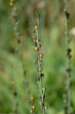 Jacobs Rod meyvesi - Latince adı - Asphodeline liburnica