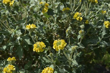 Kudüs adaçayı sarı çiçekleri - Latince adı - Phlomis fruticosa