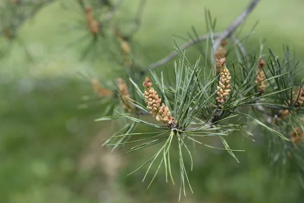 Doğu Beyaz Çam Latince Adı Pinus Strobus — Stok fotoğraf