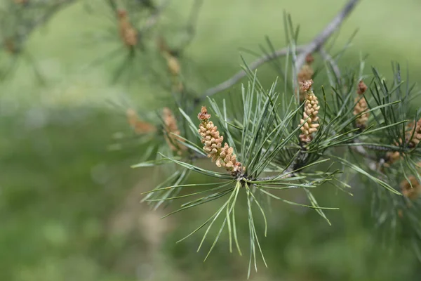 Keleti Fehér Fenyő Latin Név Pinus Strobus — Stock Fotó