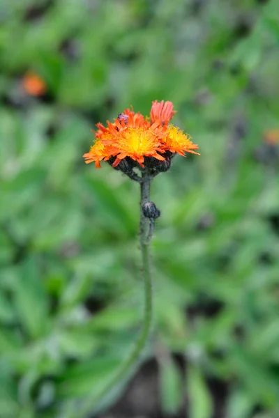 Orangefarbene Habichtskraut Blüten Aus Nächster Nähe Lateinischer Name Hieracium Aurantiacum — Stockfoto