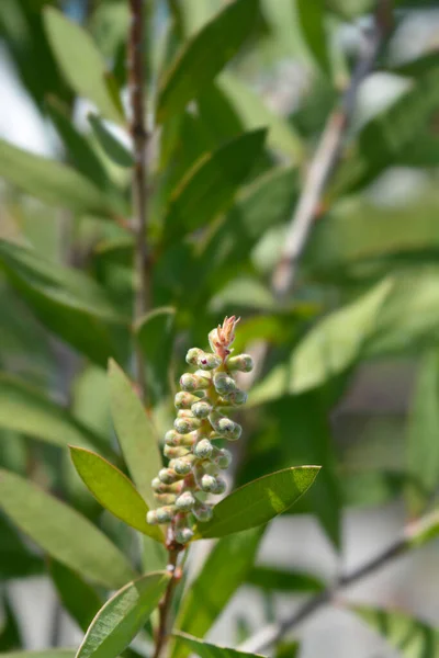 クリムゾン ボトルブラシ フラワー バッド ラテン語名 メラルーカ シトリナ Callistemon Citrinus — ストック写真