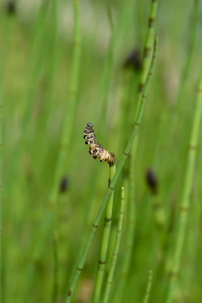 Vízi Lóhere Latin Név Equisetum Fluviatile — Stock Fotó