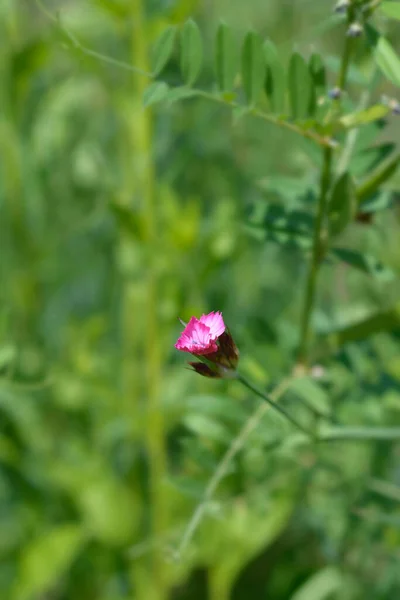 Hırvat Karanfil Pembe Çiçekleri Latince Adı Dianthus Giganteus Subsp Croaticus — Stok fotoğraf